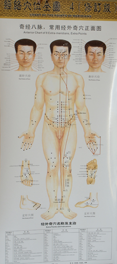 奇经八脉，常用经外奇穴正面图