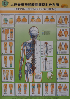 人体脊髓神经酸麻痛反射分布图