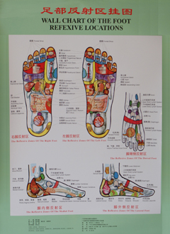 足部反射区挂图