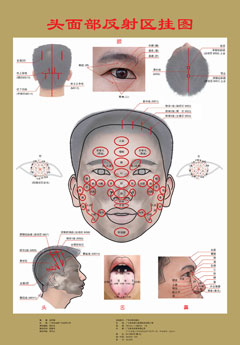 头面部反射区挂图